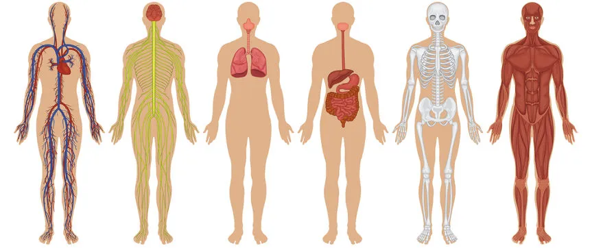 10 Sistemas do corpo humano : Funções e curiosidades